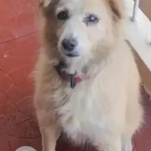 A White-Brown Mix Indian Spitz Dog Missing from HSR Layout, Bengaluru