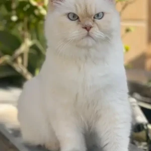 A White-Brown Mix Persian Cat Missing from Begur Bommanahalli-5