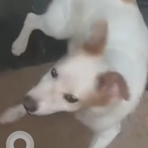 A White-Brown Mix Indie Dog Found from Hoysala Nagar, TC palya road, Parallel to Ramamurthy Nagar-3