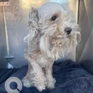 A White Poodle Mix Dog Found from Lamartine St, Jamaica Plain