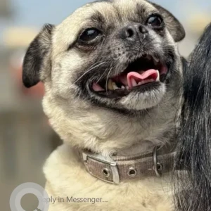 A White Pug Dog Missing from Baluwatar, PM gate no.1