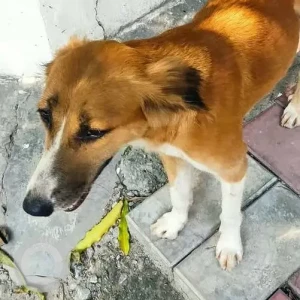 A White-Brown Mix Indie Dog Found from 2, New Delhi