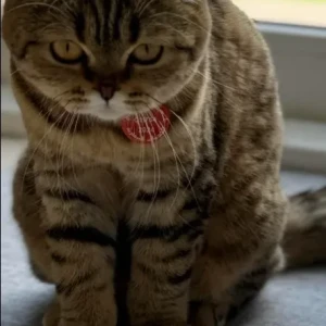 A Black and Brown British Shorthair Cat Missing from meadows Dubai