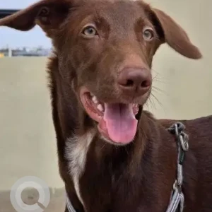 A Brown Indie and Labrador cross Dog Missing from Kothanur