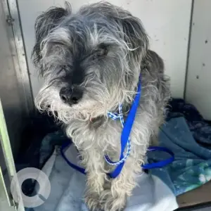 A Grey Mini Schnauzer Dog Found from Hyde Park Ave