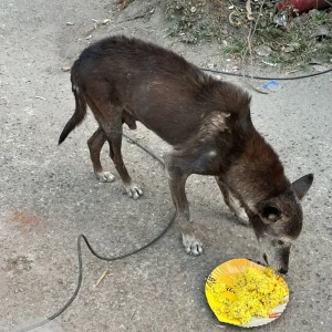 A Black and Brown Indie Dog Missing from ND block, Pitampura-3