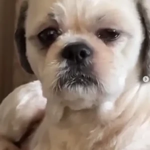 A White-Brown Mix Shih Tzu Dog Missing from Banjara layout, s2 zinnia apartment