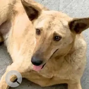 A Brown Indie Dog Missing from New Delhi