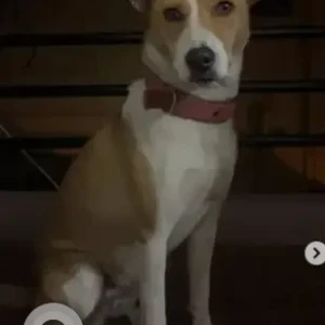 A White-Brown Mix Indie Dog Missing from Salu buy and save, Basaaveshwarnagar, Kurubarahalli-2