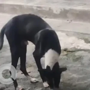 A Black and White Indie Dog Missing from Rajabazar Science College, Pharsi Bagan Lane-3