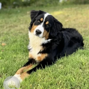A Black and White Bernese Mountain Dog Missing from J Hammond Rd & Stafford St near Rte 90 (Mass Pike)