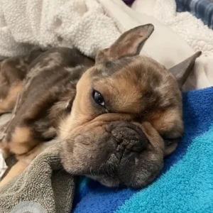 A Brown French Bulldog Dog Found from Holland School, Dorchester