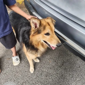 A Black and Brown German Shepherd Dog Missing from Vijaya Bank layout-2