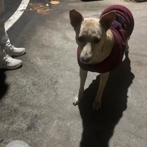 A White-Brown Mix Indie Dog Found from Aurobindo Marg