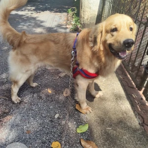 A Golden Golden Retriever Dog Found from Routa Vaddo, Nagoa
