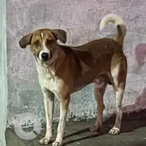 A White-Brown Mix Indie Dog Found from Anna main road near IDBI bank, Kolapakkam-2