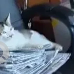 A Black and White Indie Cat Missing from Khaliamari, Dibrugarh-3