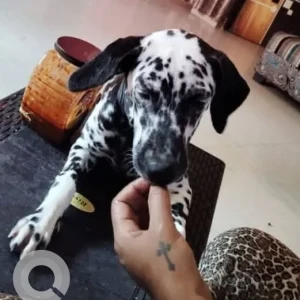 A Black and White Dalmatian Dog Missing from Arambol, Girkarwada