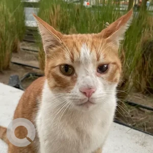 A Orange Domestic Shorthair Cat Found from Dubai