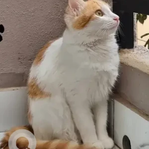 A White-Brown Mix Ginger Cat Found from Jakkur
