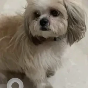 A White Shih Tzu Dog Missing from Haddows road 1st street-2