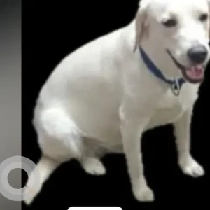 A White Labrador Retriever Dog Missing from Old Mudfort