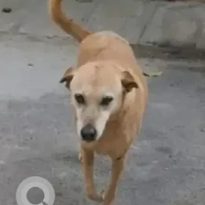A White-Brown Mix Indie Dog Missing from Akshayanagar, Bengaluru
