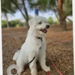 A White Maltese/Griffon mix Dog Missing from Al basra, Muwaiji