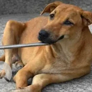 A White-Brown Mix Indie Dog Missing from Greenfields Colony, Gate No 29