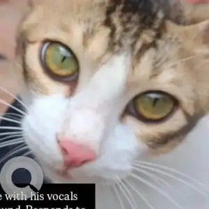 A Grey-White Mix Calico Cat Missing from Cotula vado, Saligao-2