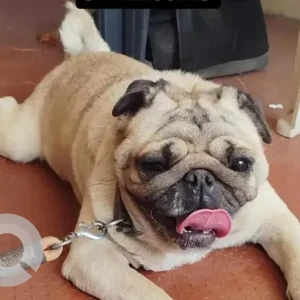 A Light Brown Pug Dog Found from Sharada Devi Nagar