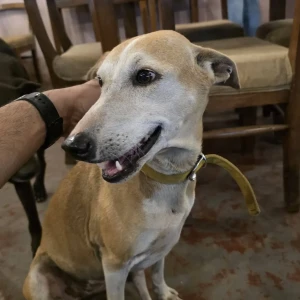 A White-Brown Mix Indie Dog Found from Anjuna