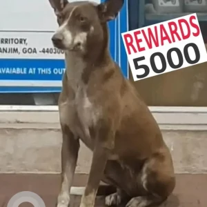 A White-Brown Mix Indie Dog Missing from Thivim BPCL Petrol Pump