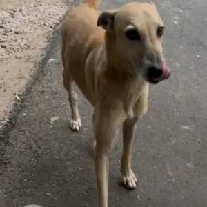 A White-Brown Mix Indie Dog Missing from Sector-26, D-Block-2