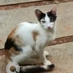 A Black and White Indie Cat Missing from Jaibheem Nagar-2