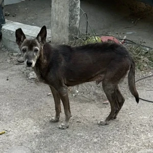 A Black and Brown Indie Dog Missing from ND block, Pitampura
