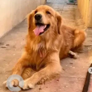 A Brown Golden Retriever Dog Found from Krishna singh lane, Sita ram mandira