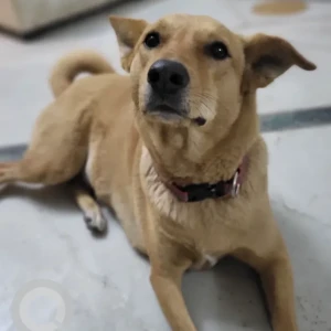 Female Indie Dog Adoption for Adoption in 