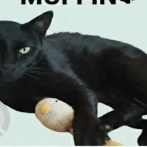 A Black Indie Cat Missing from Ashok Vihar, New Delhi-2