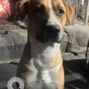 A White-Brown Mix Indie Dog Missing from Siri fort, Gautam nagar, Panchsheel