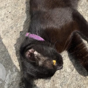 A Black Indie Cat Found from Jayanagar SRK garden-3