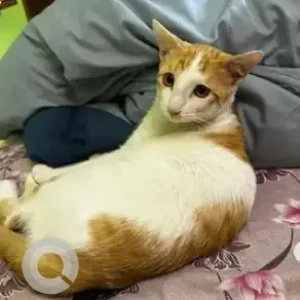 A White-Brown Mix Indie Cat Missing from 8th Main, HAL 3rd stage, Oyo park inn-2