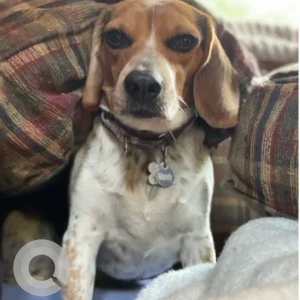 A White-Brown Mix Beagle Dog Missing from Howard St/Clark St/Gardner Fish & Gun Club