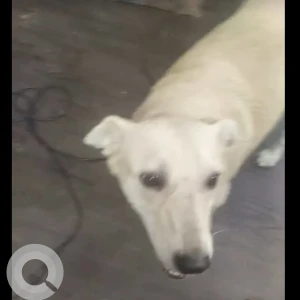 A White Indie Dog Missing from Shalimar Bagh, Delhi-3
