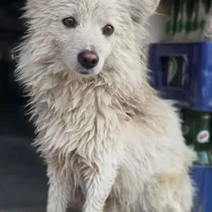 A White Pomeranian Dog Found from Surya Bahadur Shop at Kamalbinayak, Bhaktapur