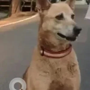 A Black and Brown Indie Dog Missing from Monkeypark Basaveshwar Nagar-2