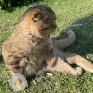 A Other British Shorthair Cat Found from Mina Heritage Park-2