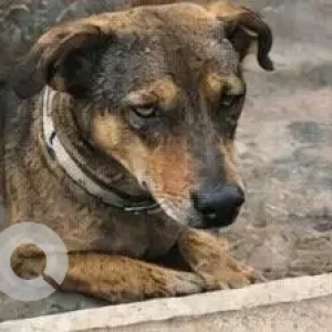 A Black and Brown Indie Dog Missing from Kanavali Puliva, Indirapuram-3