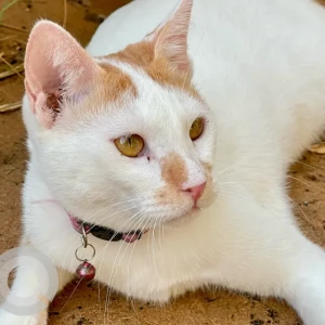 A White-Brown Mix Domestic Shorthair Cat Missing from Al Dana St