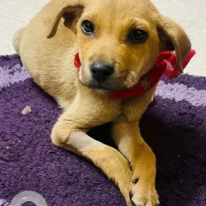 A Light Brown Indie Dog Missing from Bengaluru